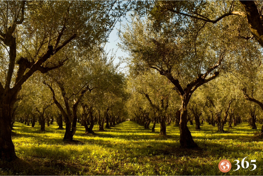 Culinary travel in Greece